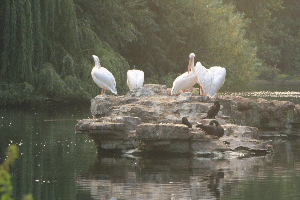 Pelicans on an island in the lake at St James Park