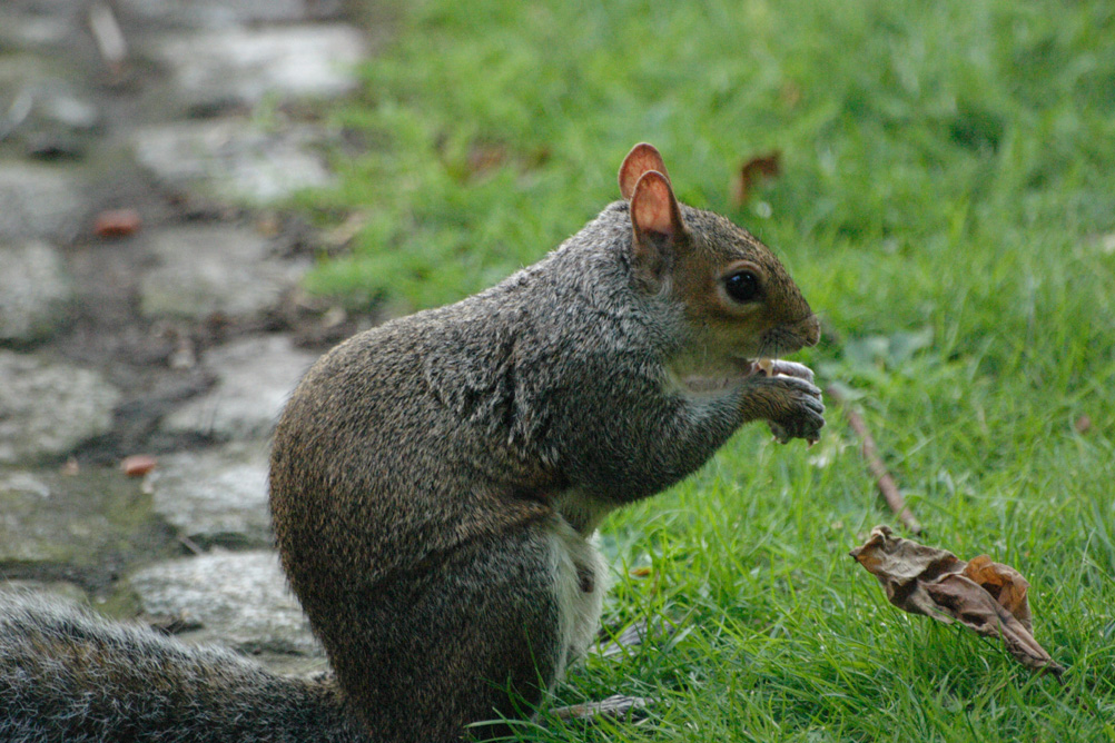Squirrel in St James Park