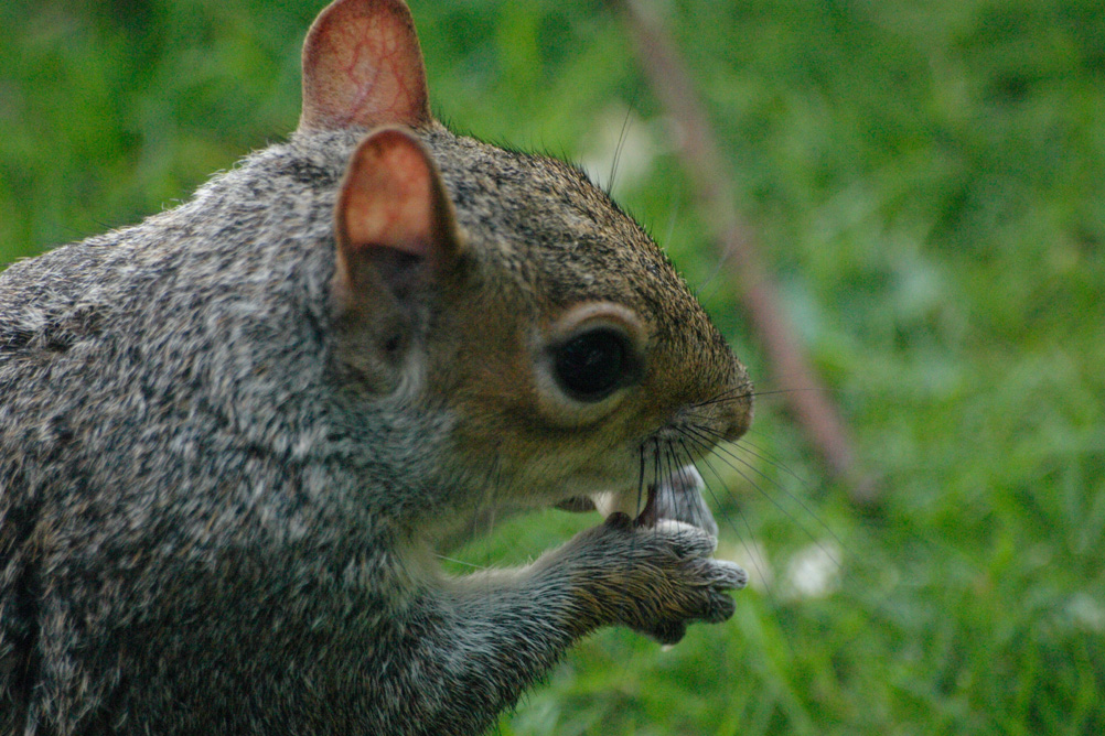 Squirrel in St James Park