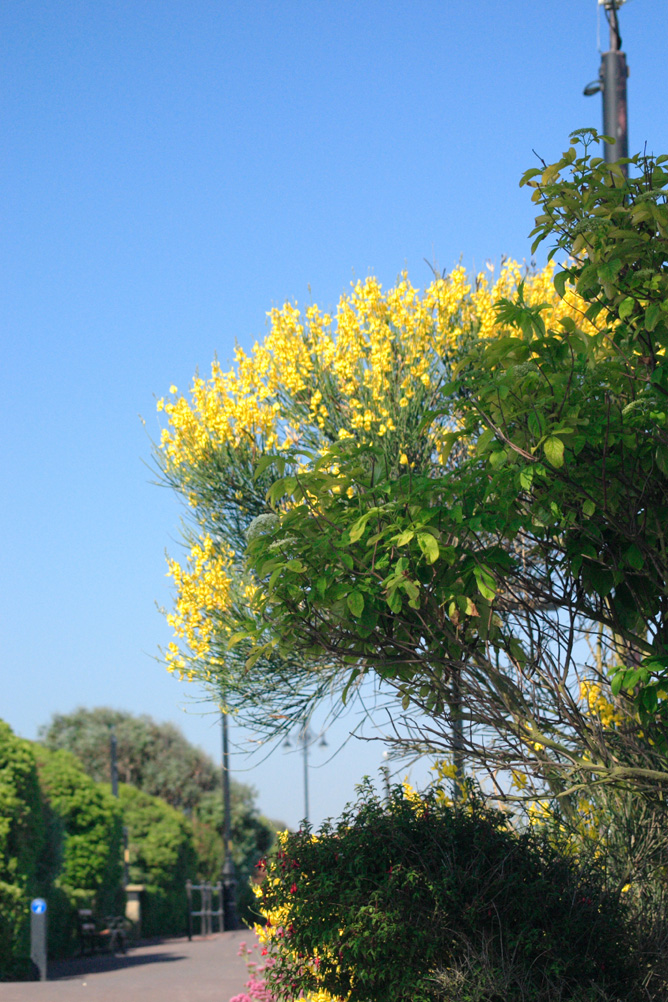 Flowers on the sand dunes behind Clacton-on-Sea beach.