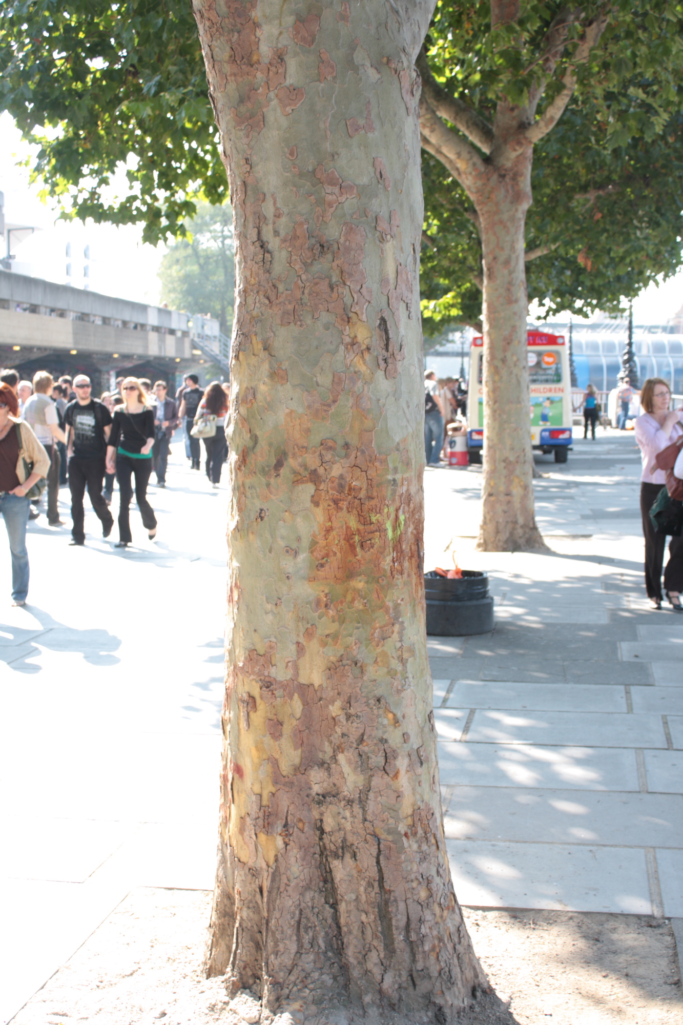 Tree Trunk
