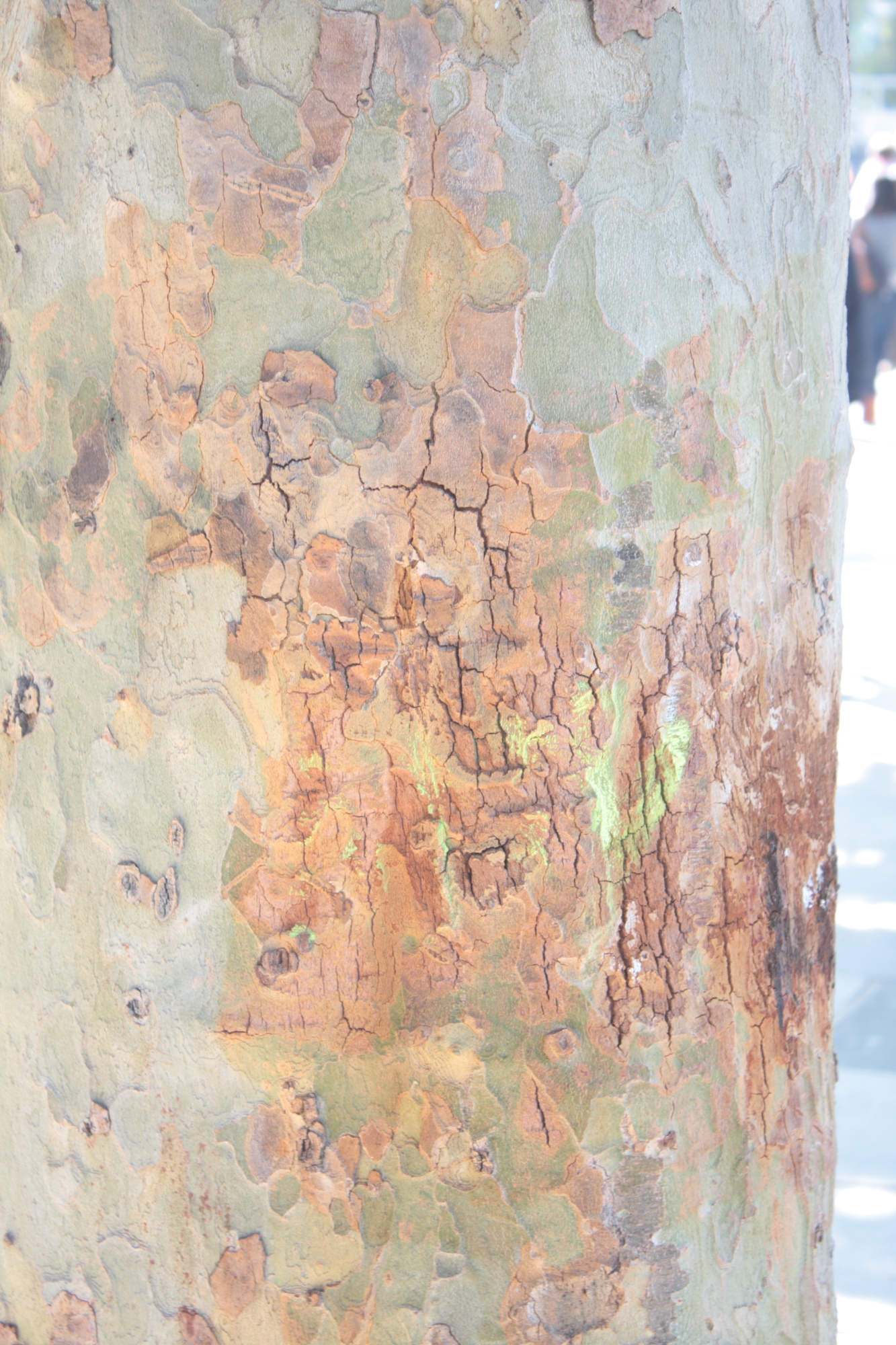 Tree Trunk