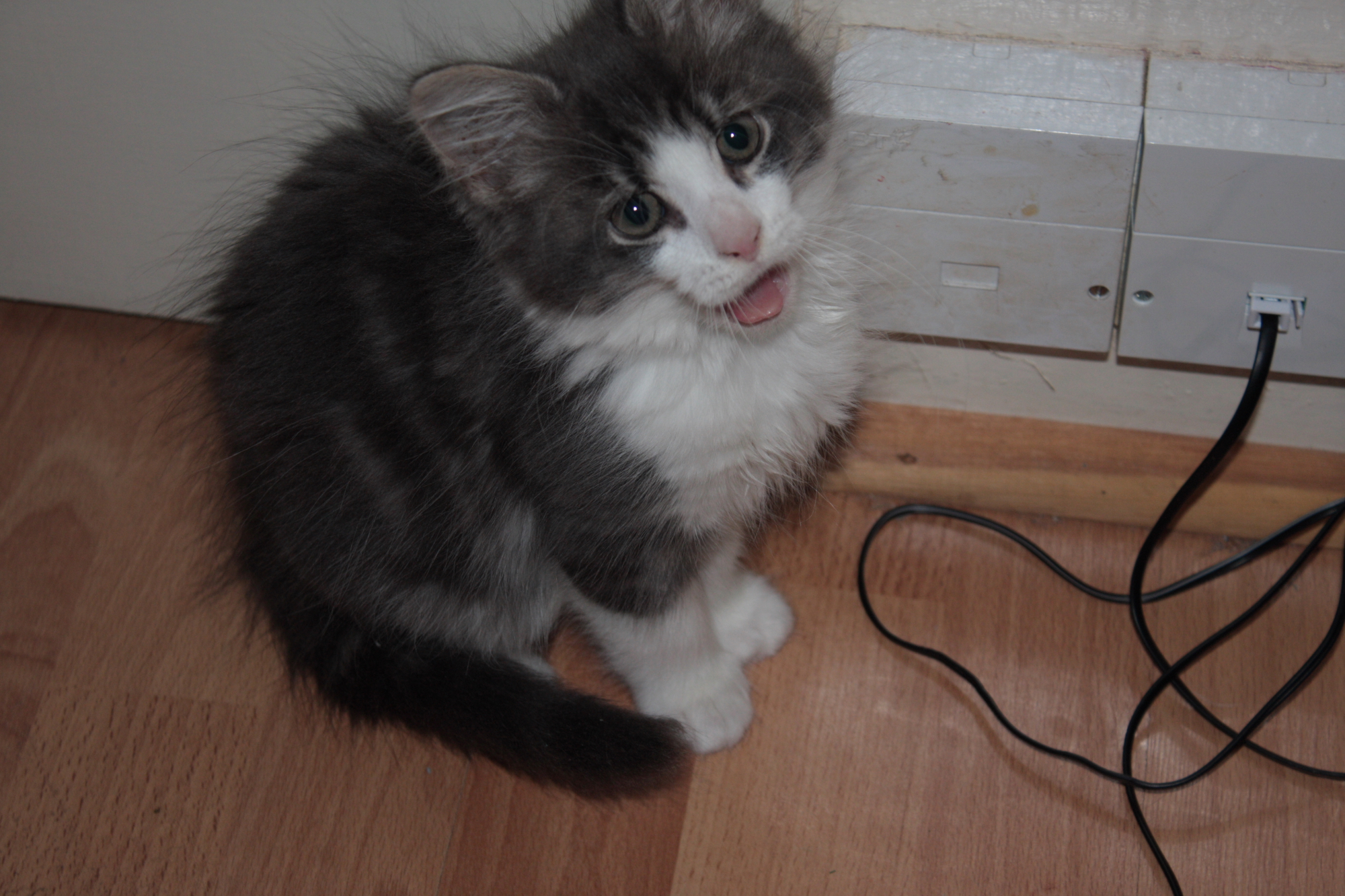 Tracies kitten peewee