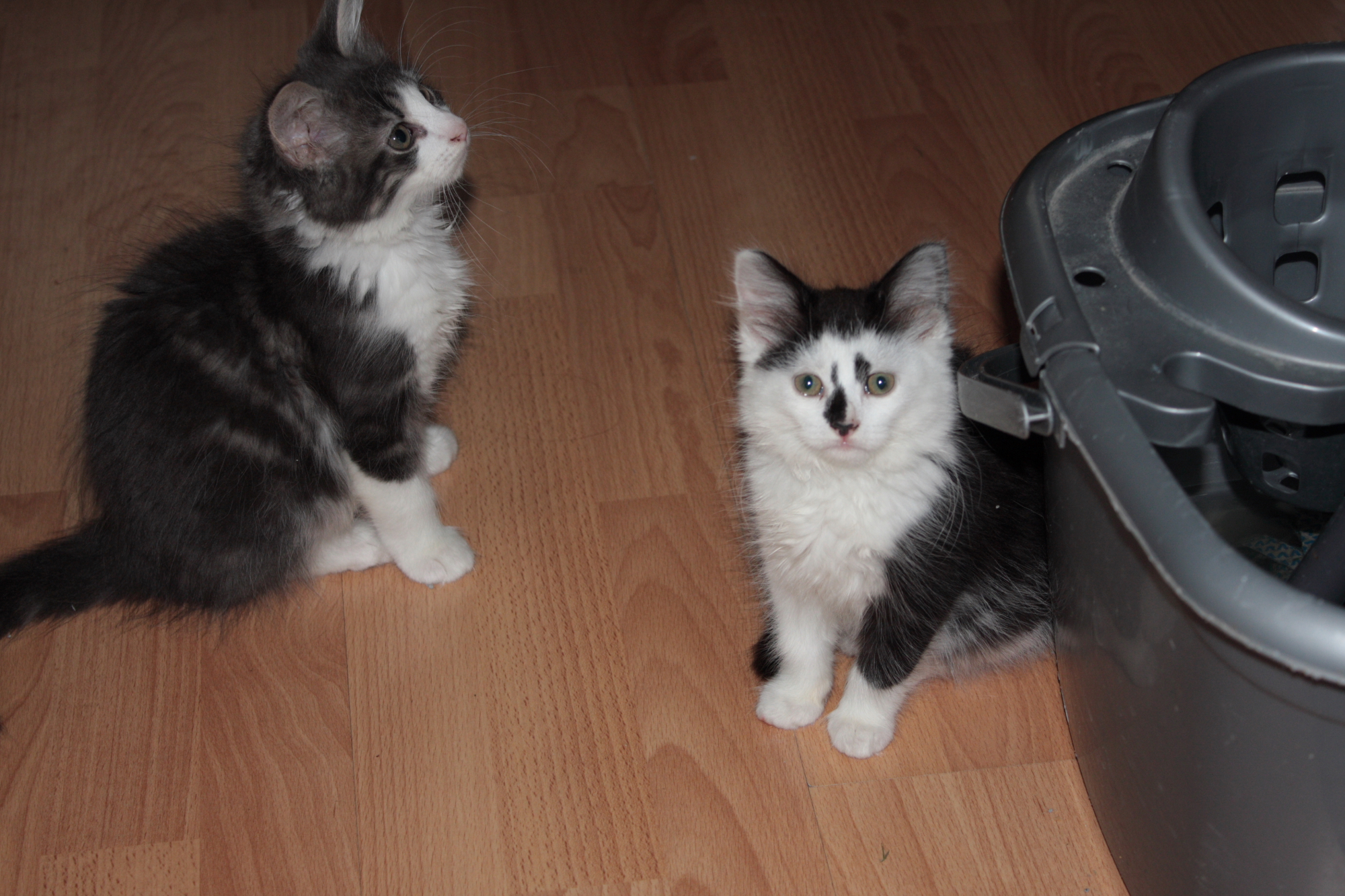 JoJo and Peewee