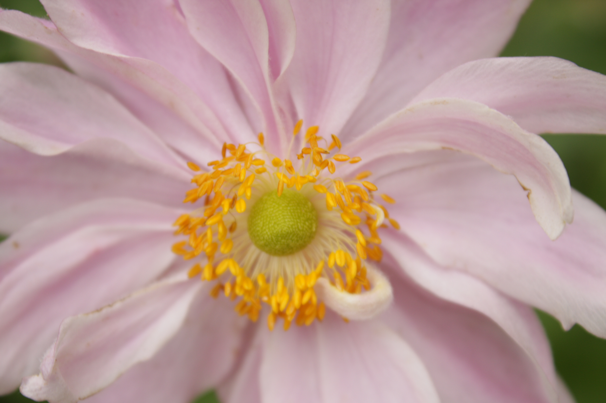 Flowers at Lacock Abbey