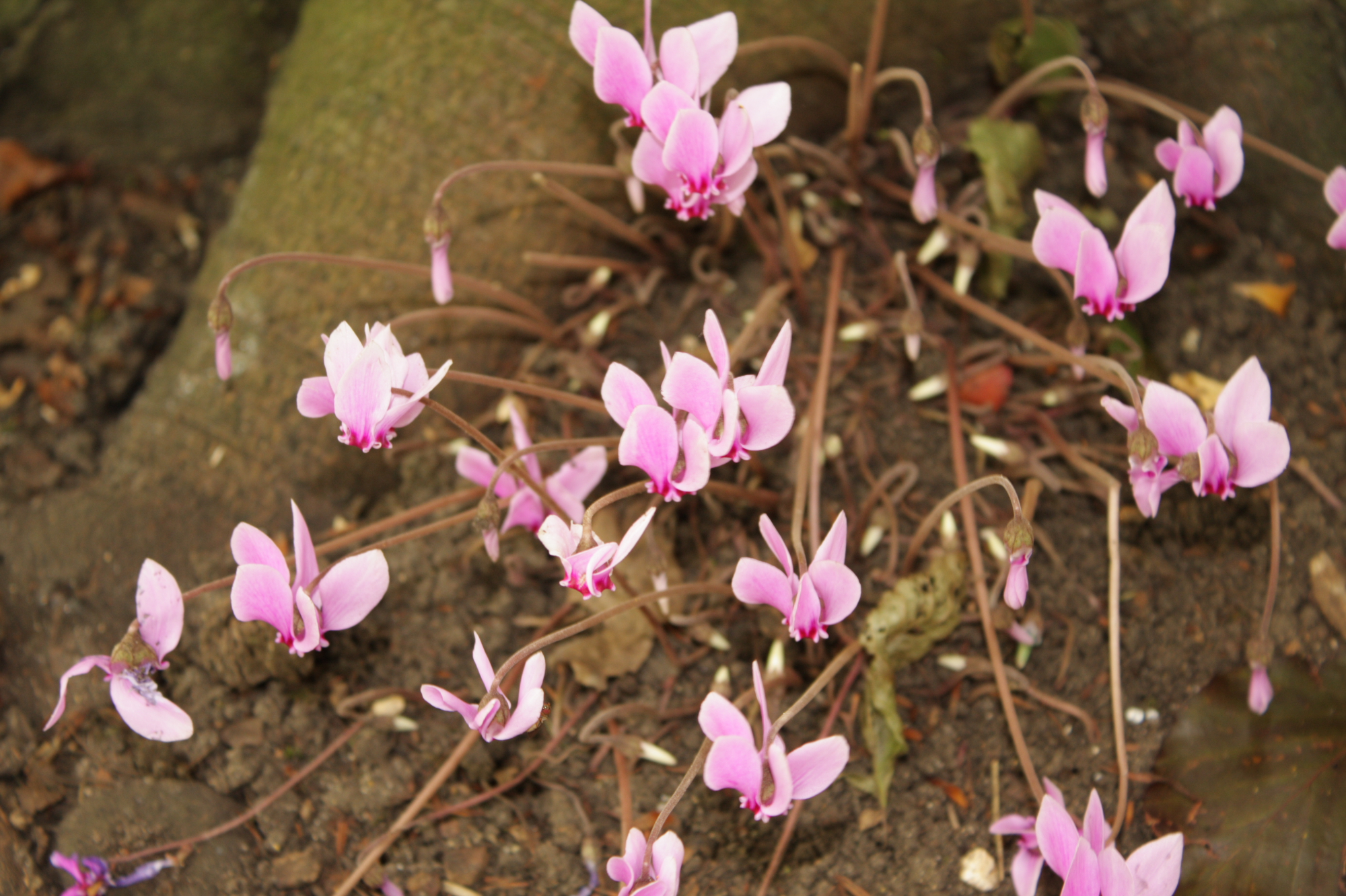 Flowers at Lacock Abbey