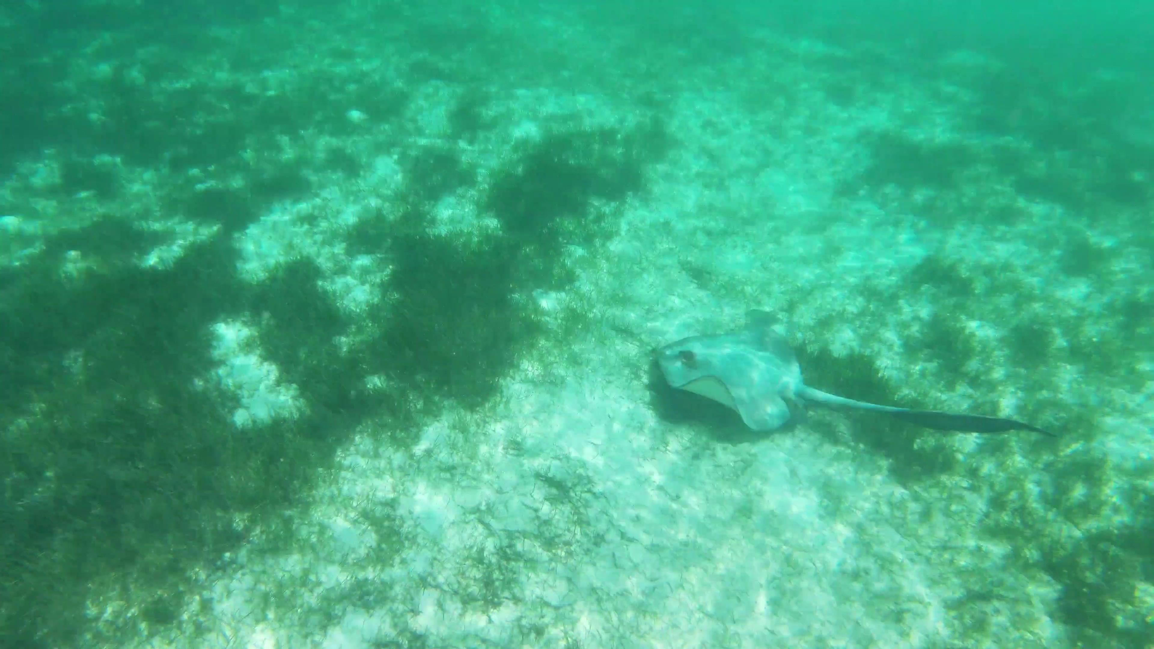 Stingray spotted whilst snorkelling off of Kuredu in the Maldives