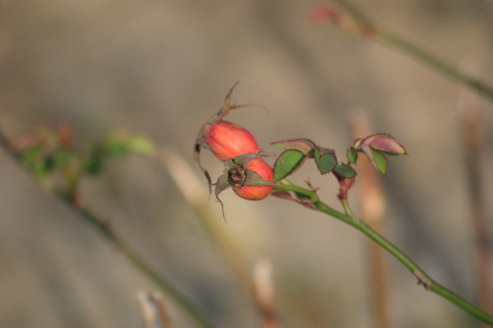 Rose Hips in my back yard.