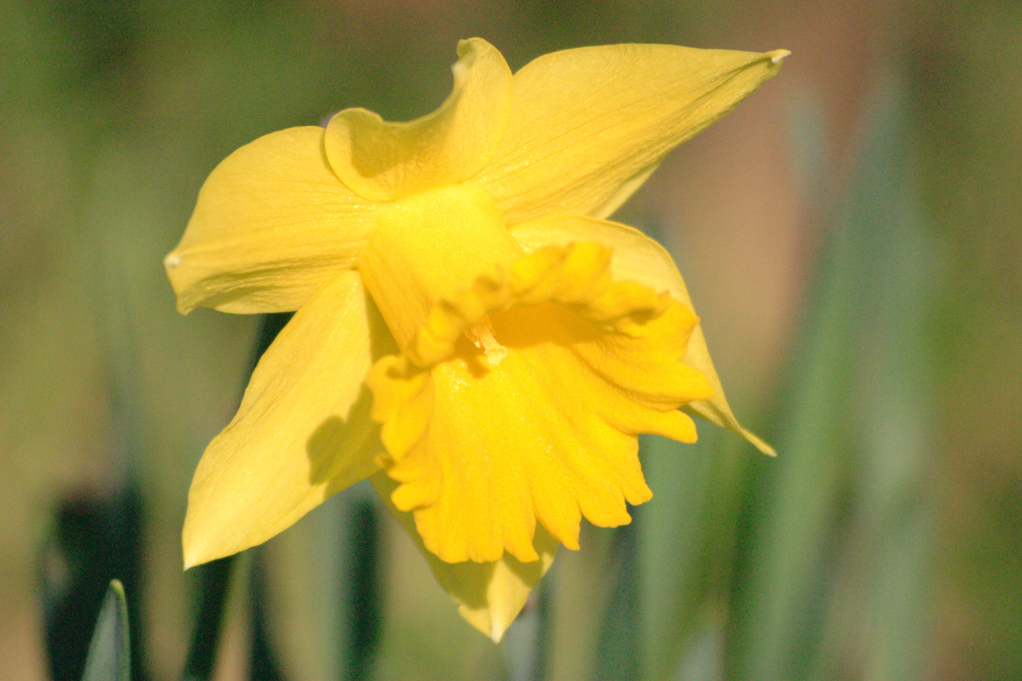 Daffodil in my back yard