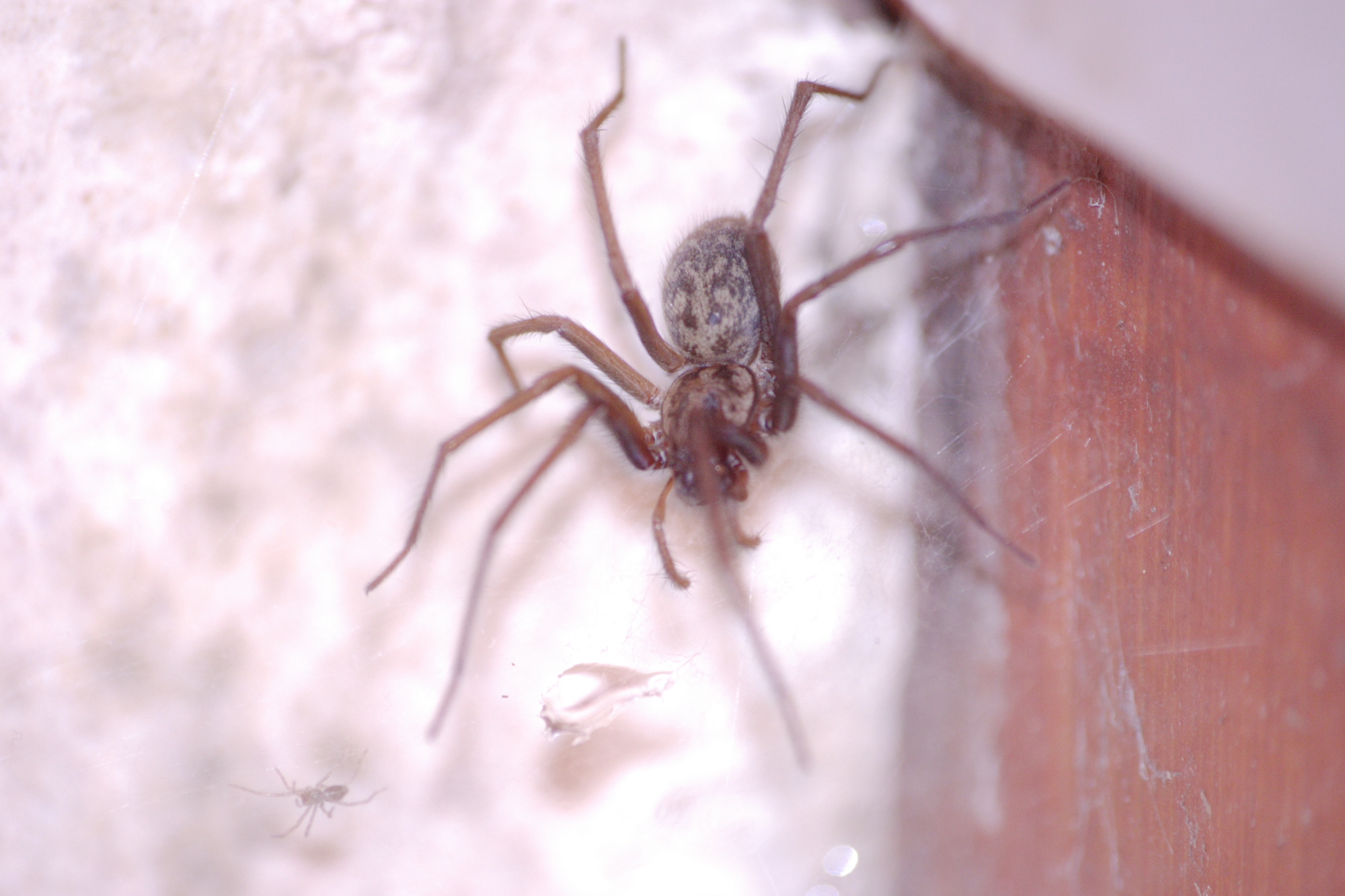 Spider in my bathroom.