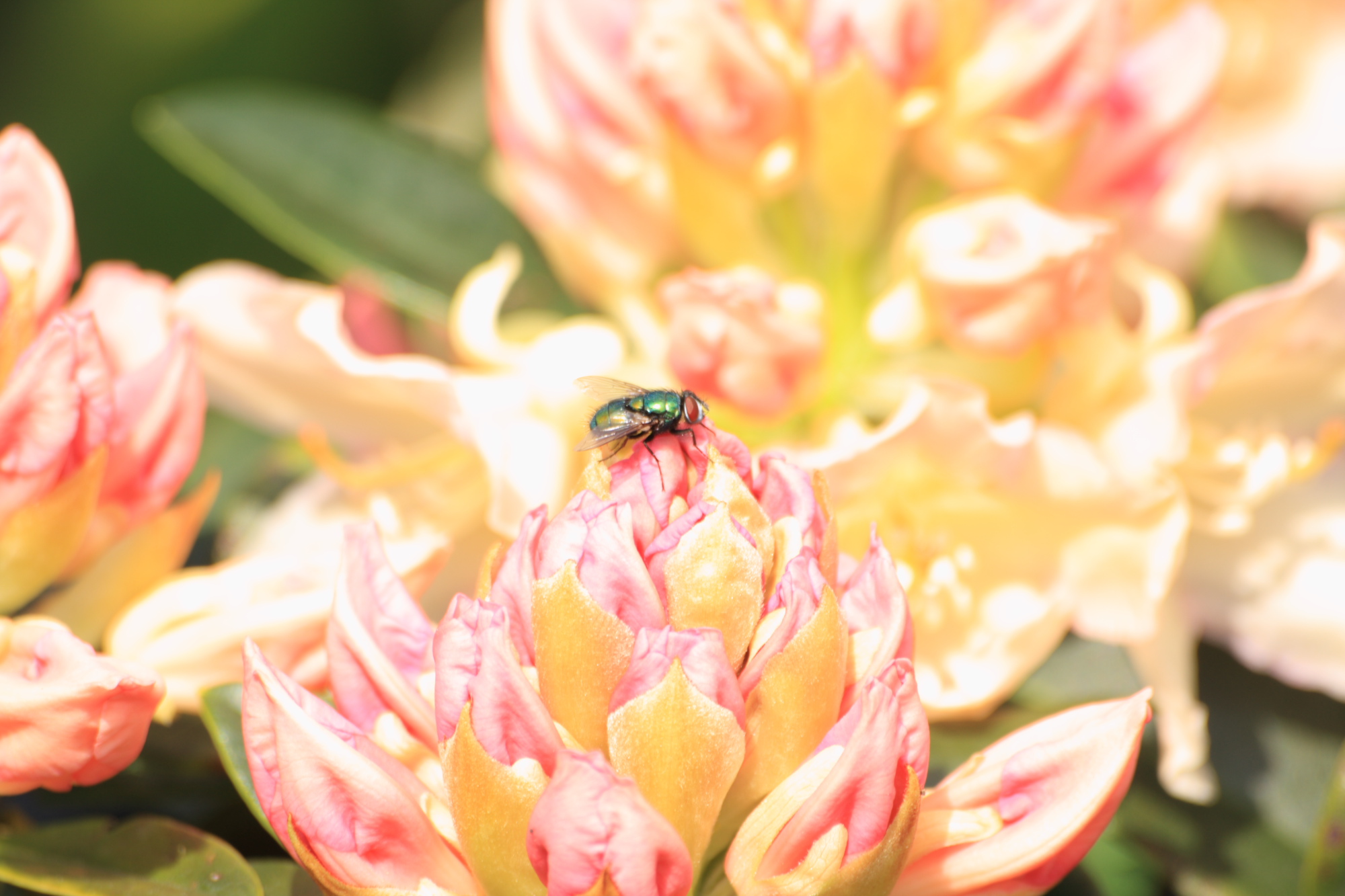 Fly on a flower.