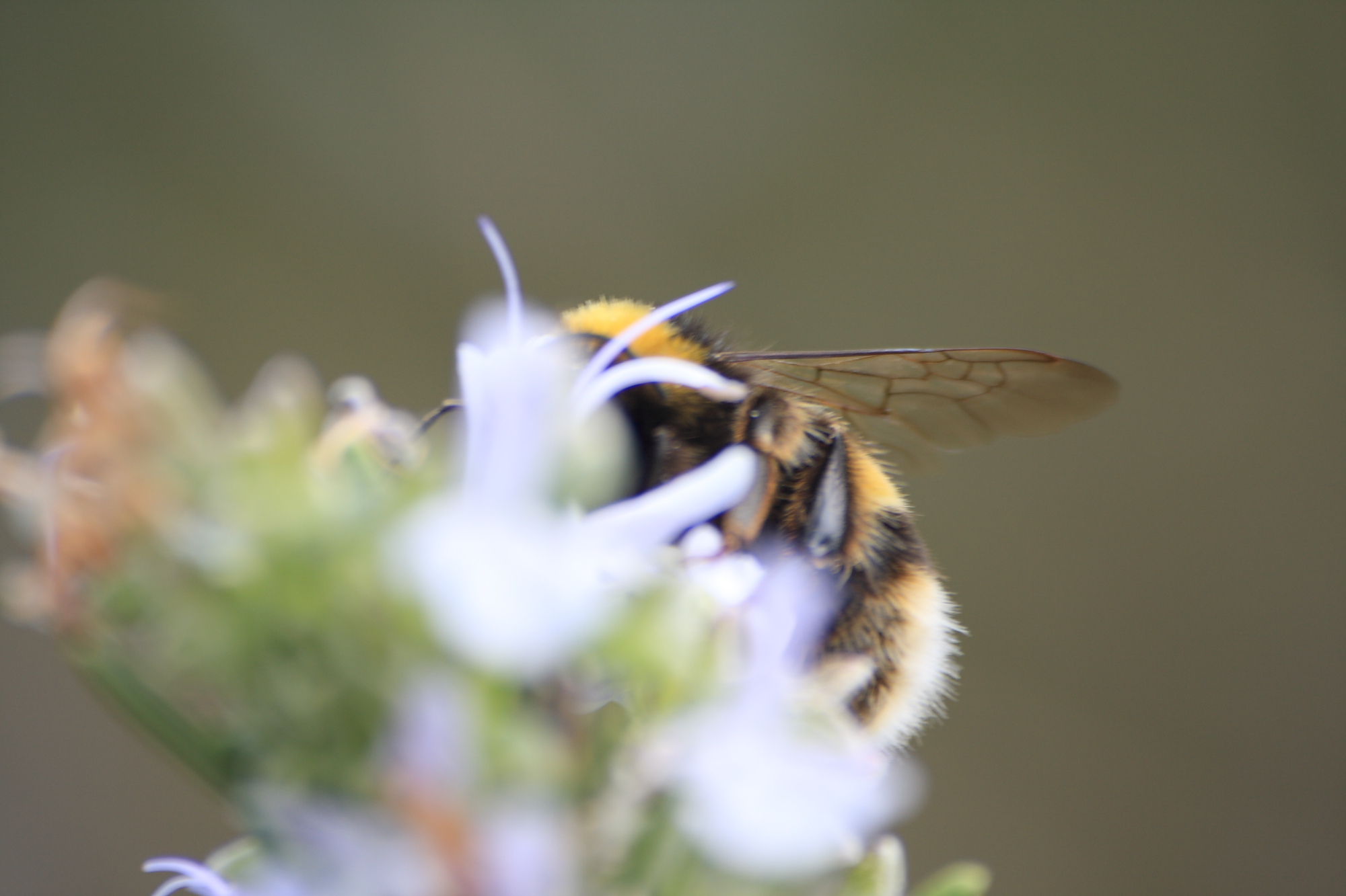 Bumble Bee