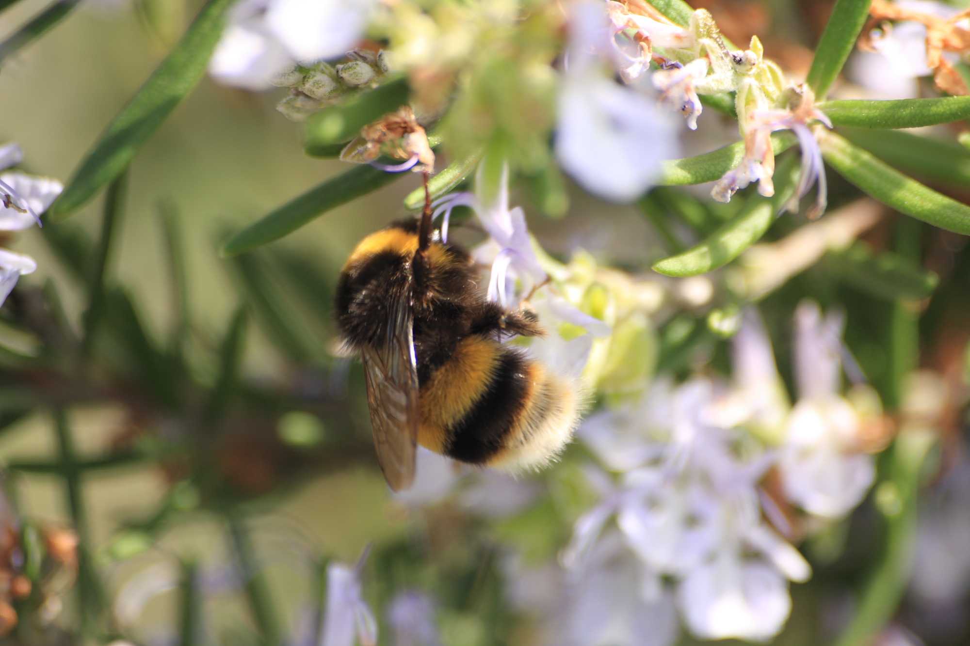 Bumble Bee