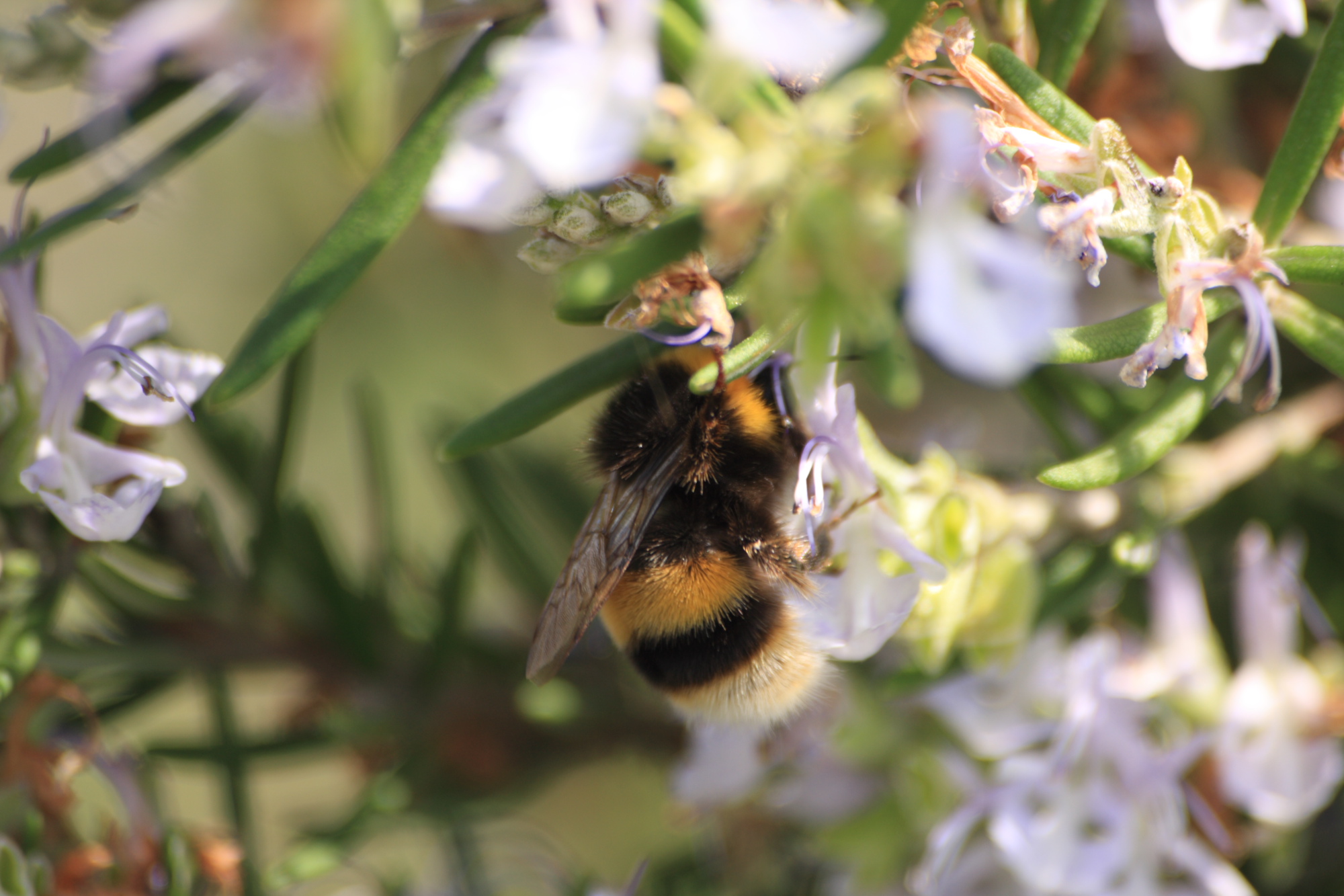 Bumble Bee