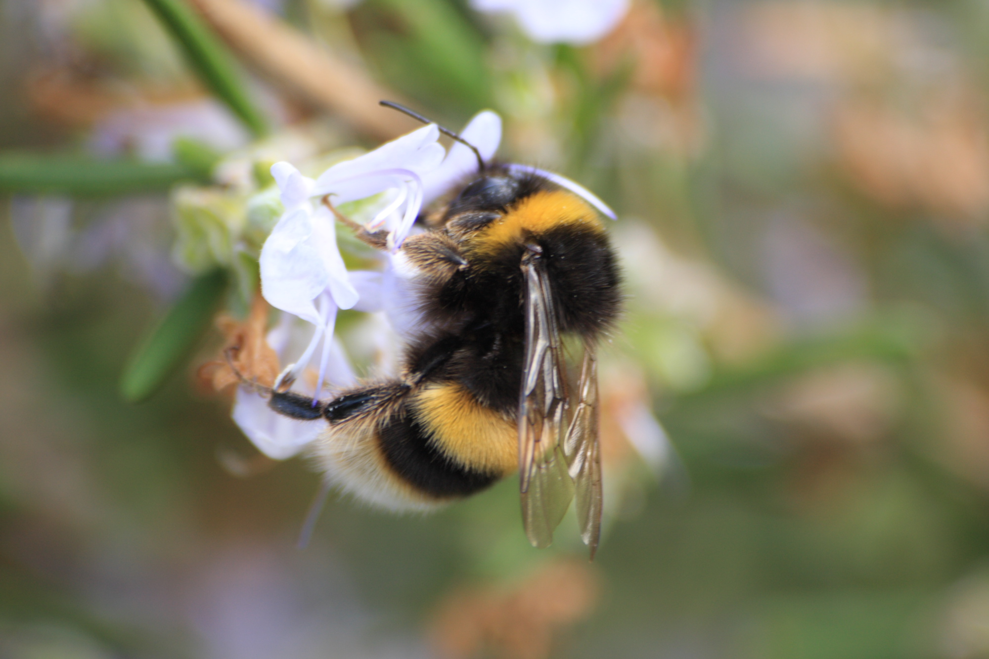 Bumble Bee
