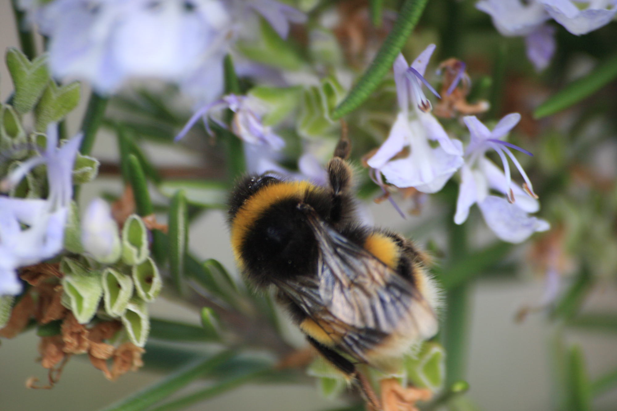Bumble Bee