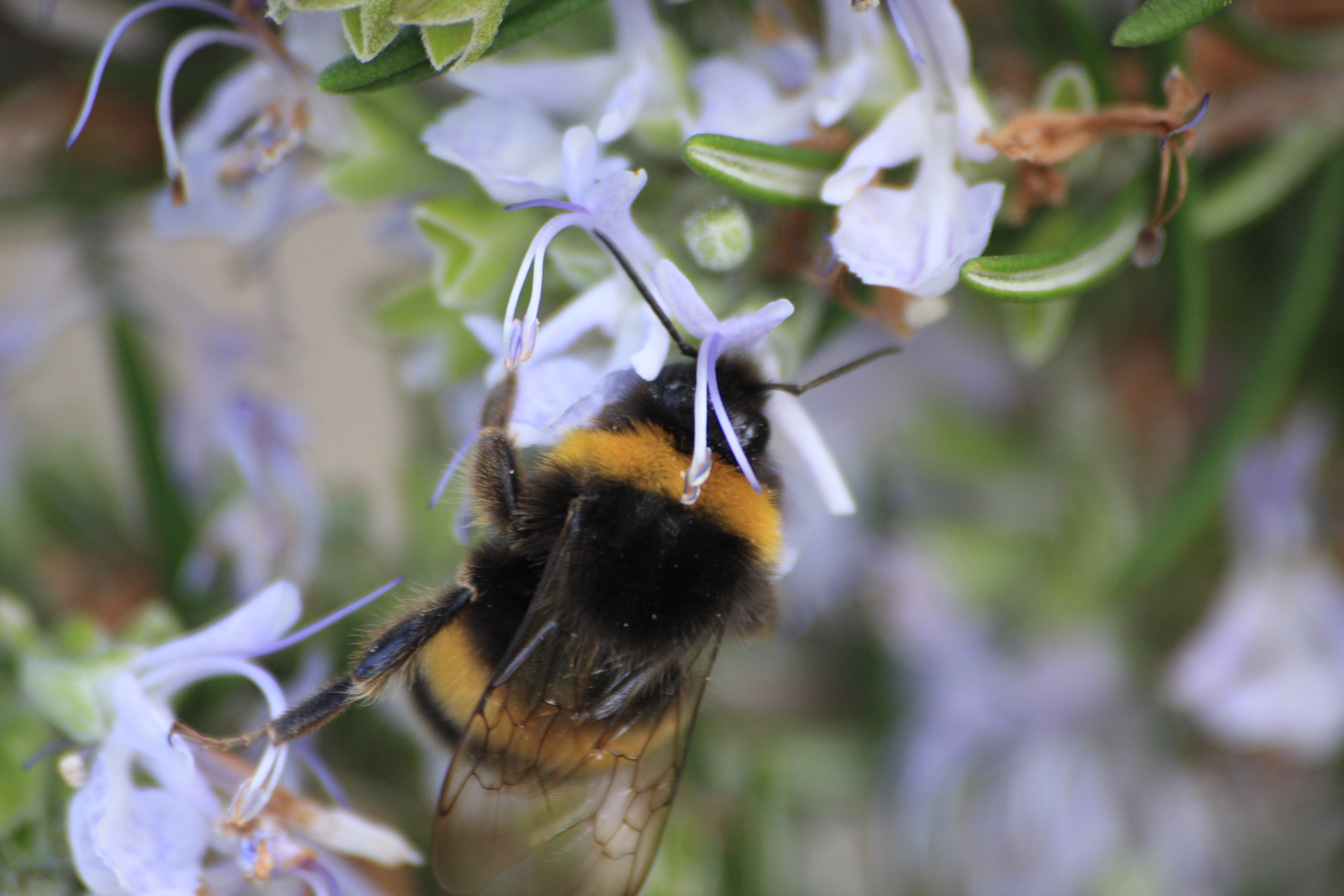 Bumble Bee