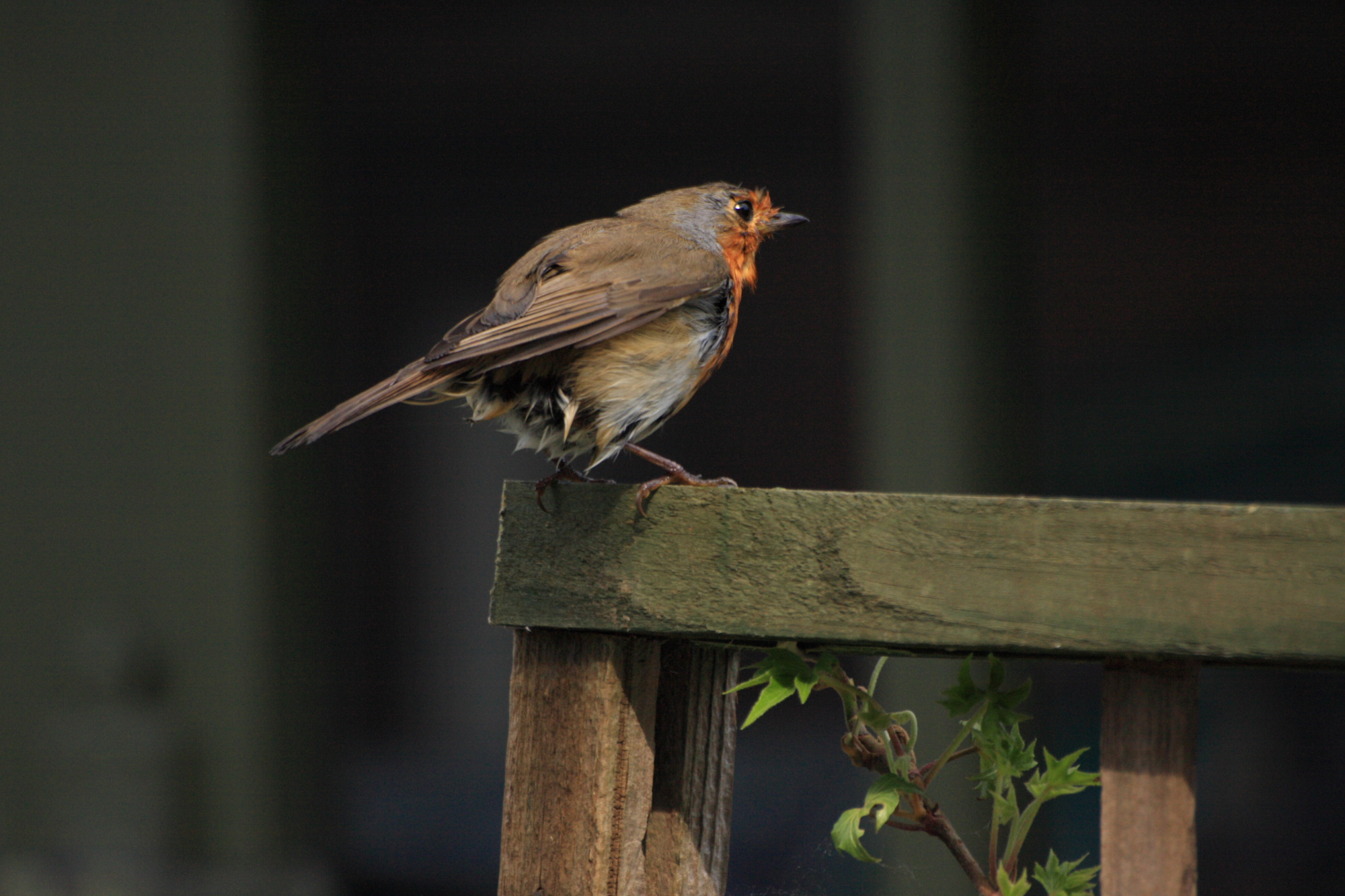 Robin