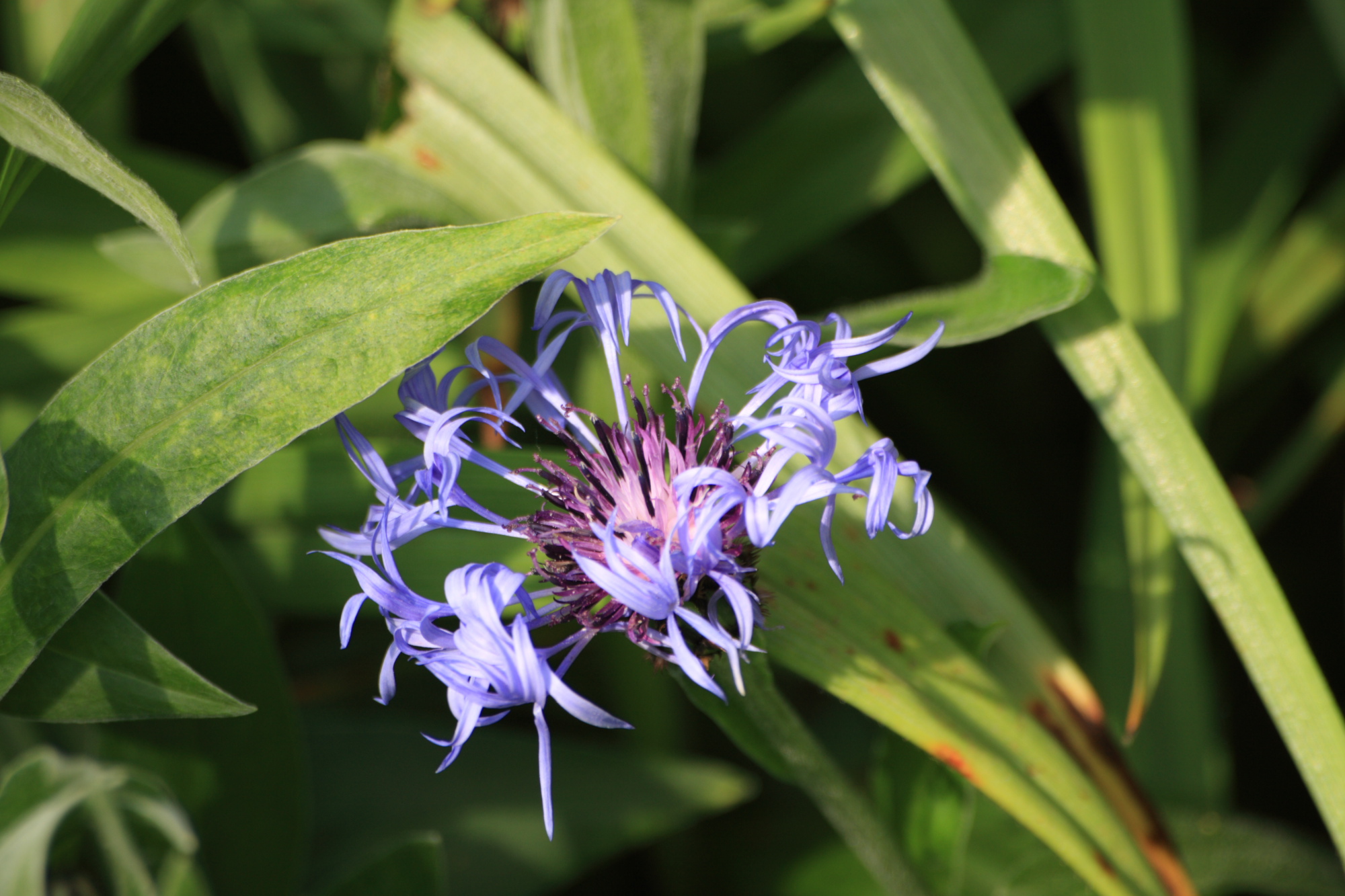 Flowers in my Grandads garden