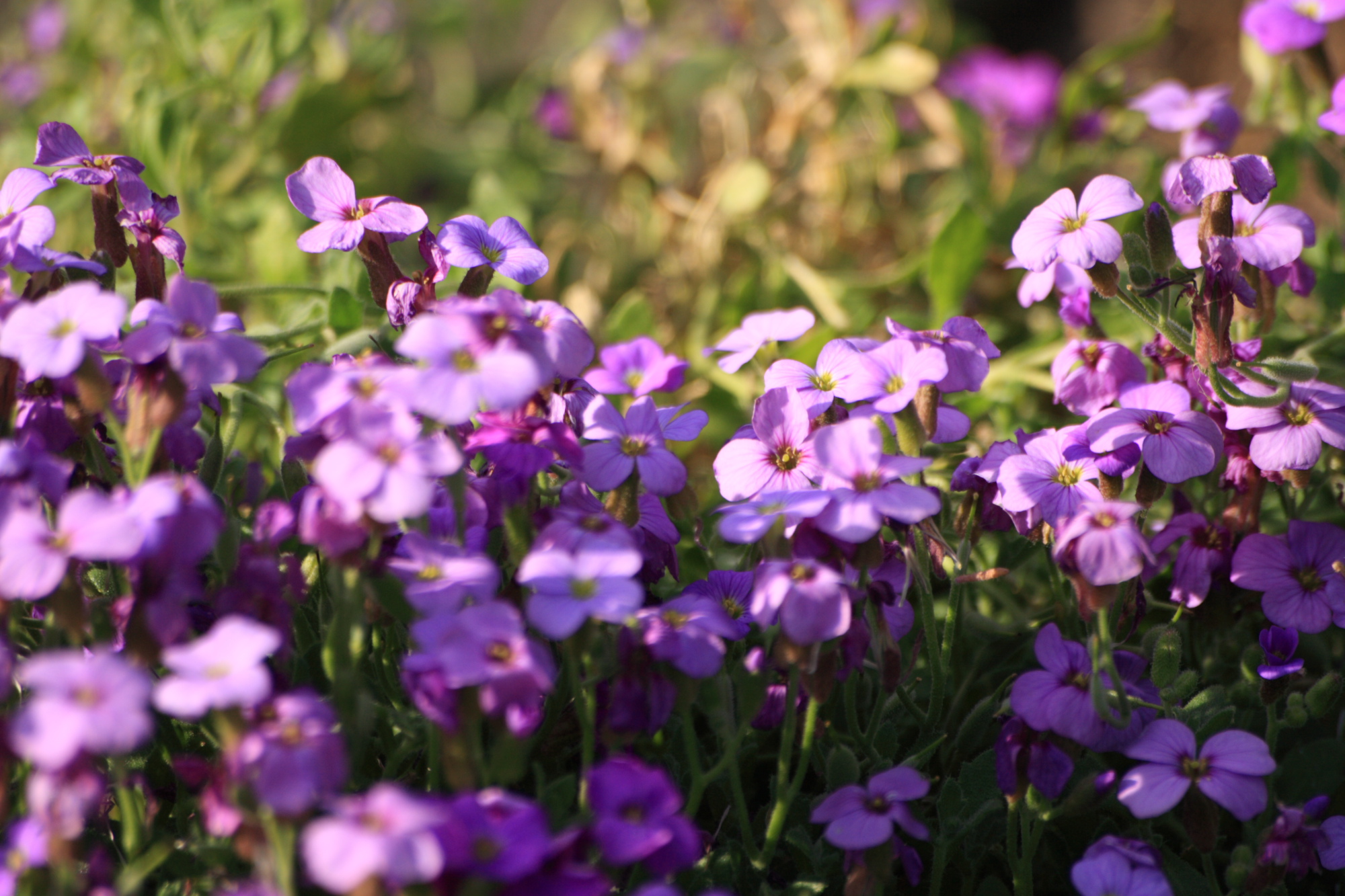 Flowers in my Grandads garden