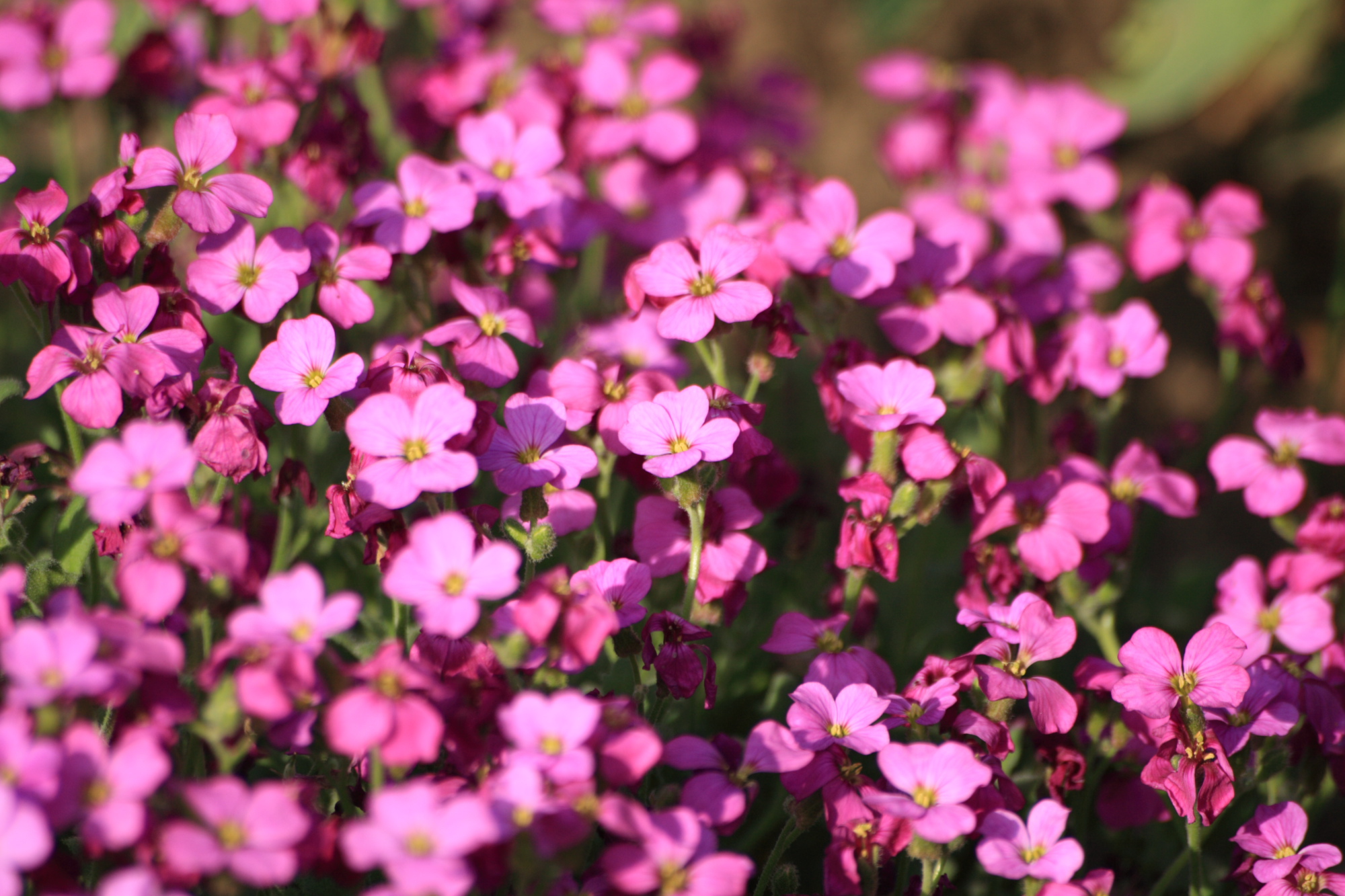 Flowers in my Grandads garden