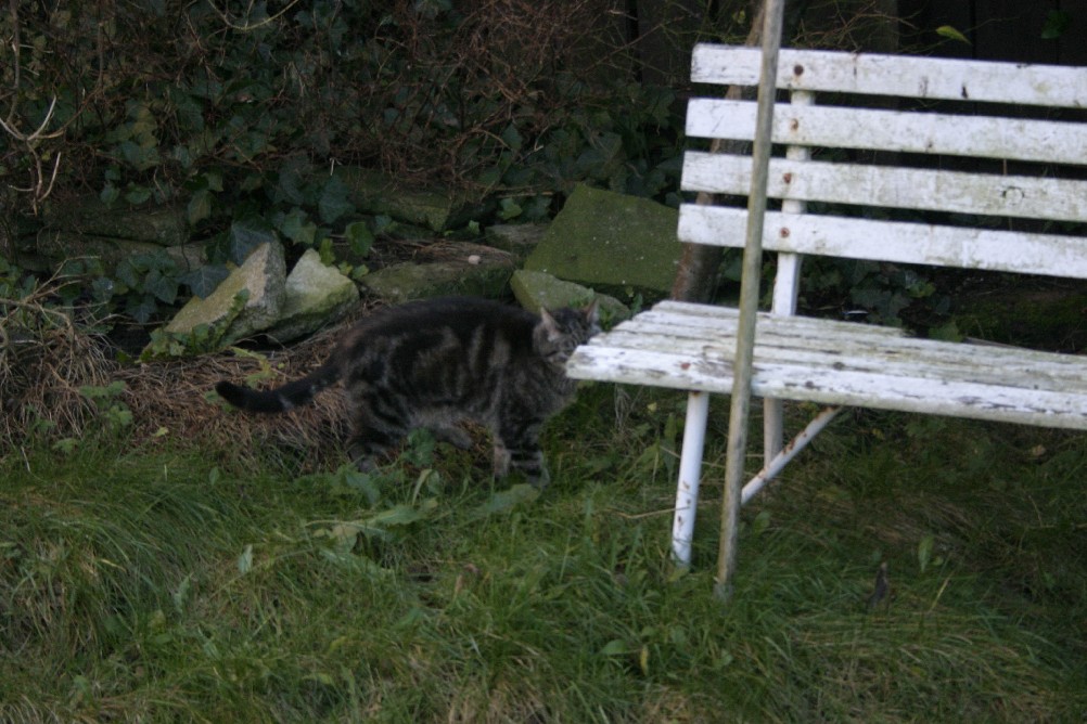 My Cat