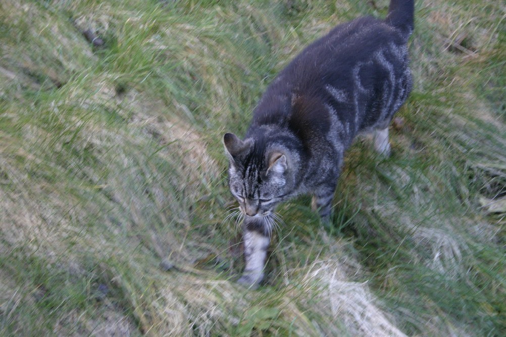 My Cat