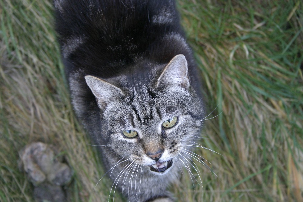 My Cat
