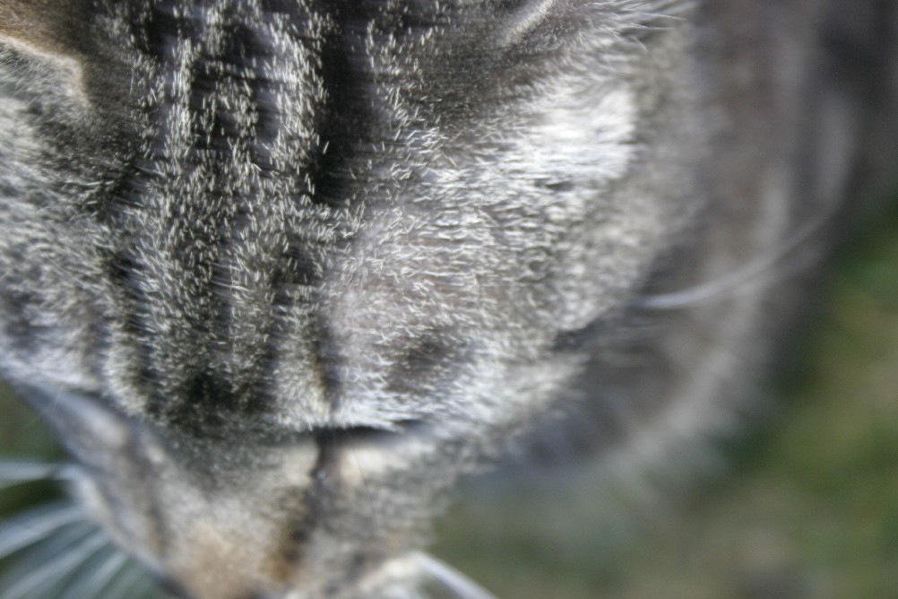 My Cat