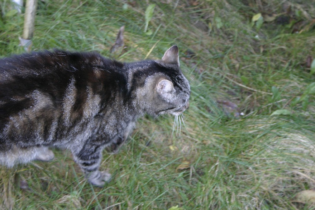 My Cat