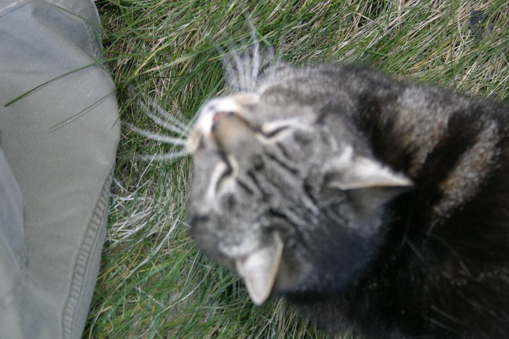My Cat