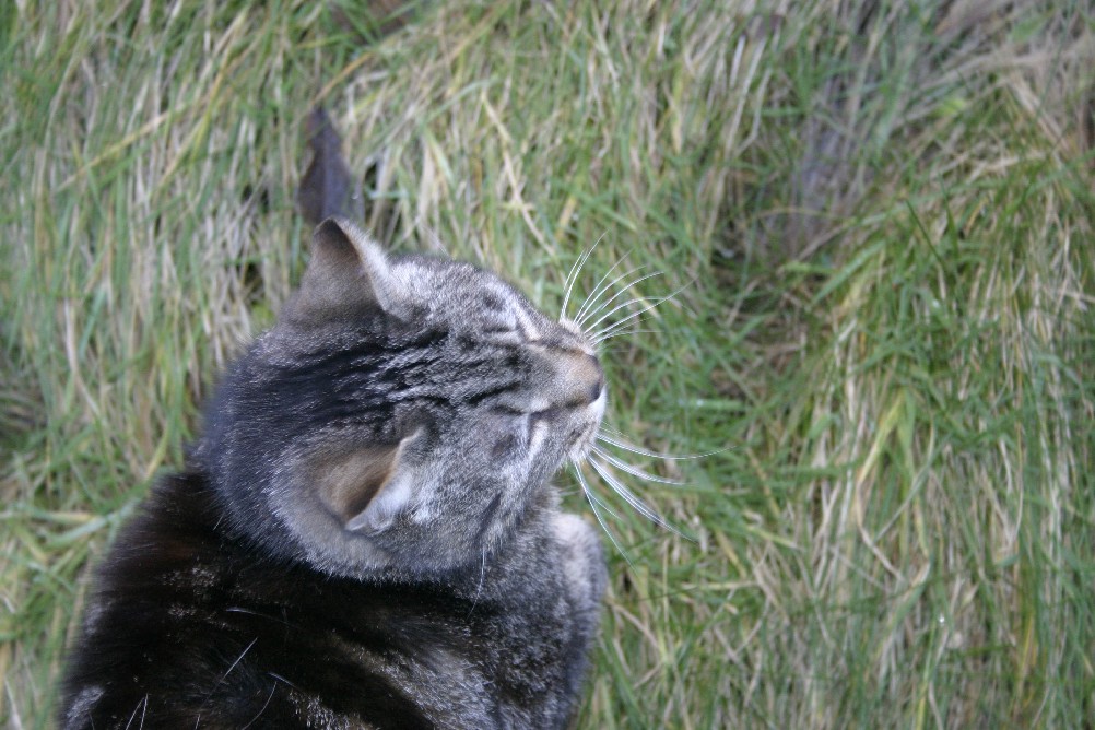 My Cat