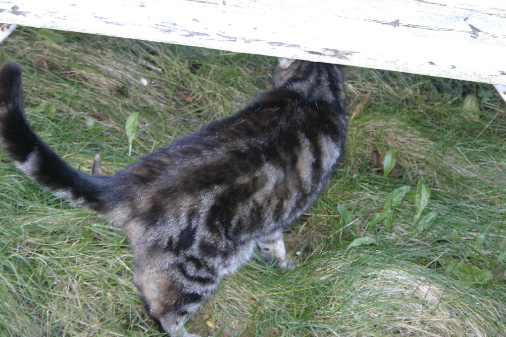 My Cat