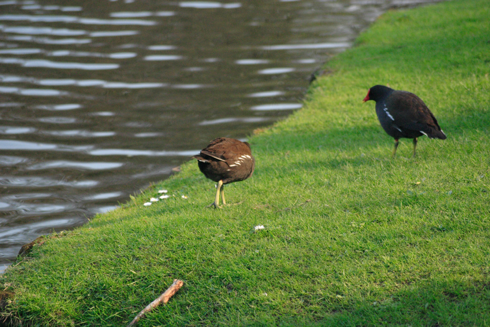 Coots in Sefton park Liverpool.