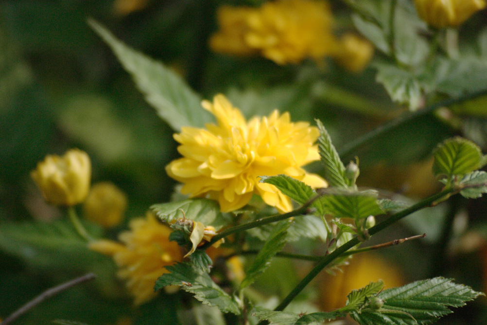 Flowers blooming in Sefton Park Liverpool.