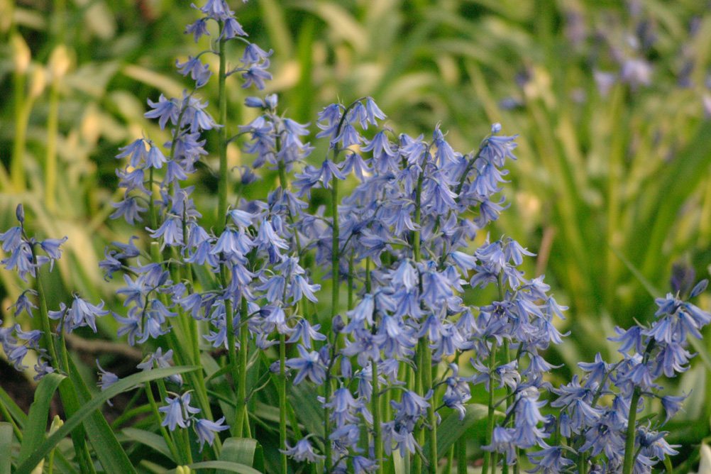 Flowers blooming in Sefton Park Liverpool.