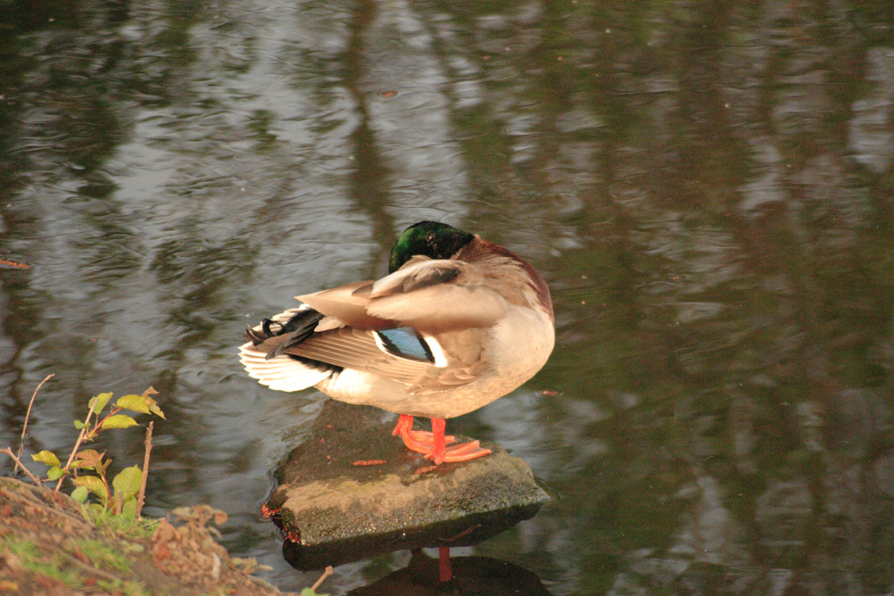 Mallard duck trying to sleep in Sefton Park Liverpool.
