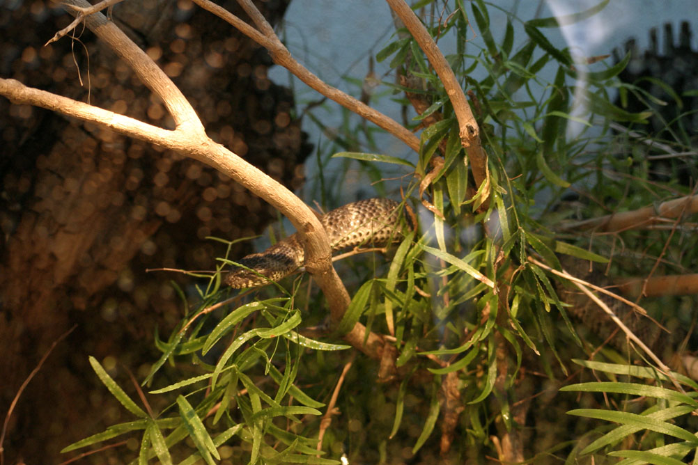 Snake in the branches at the reptile house in London Zoo.