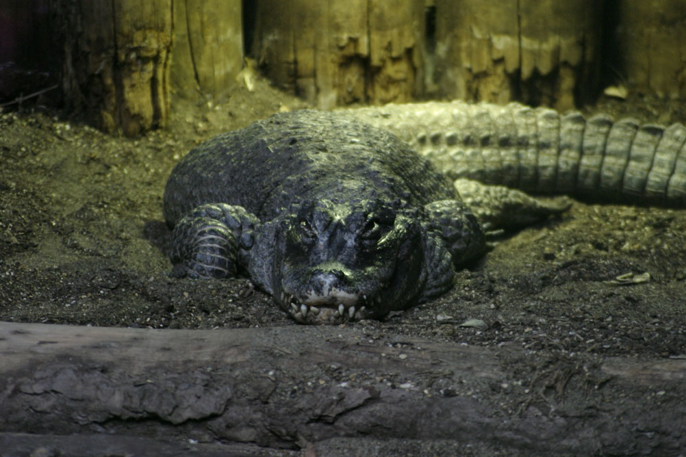 Crocodile in the reptile house of London Zoo.