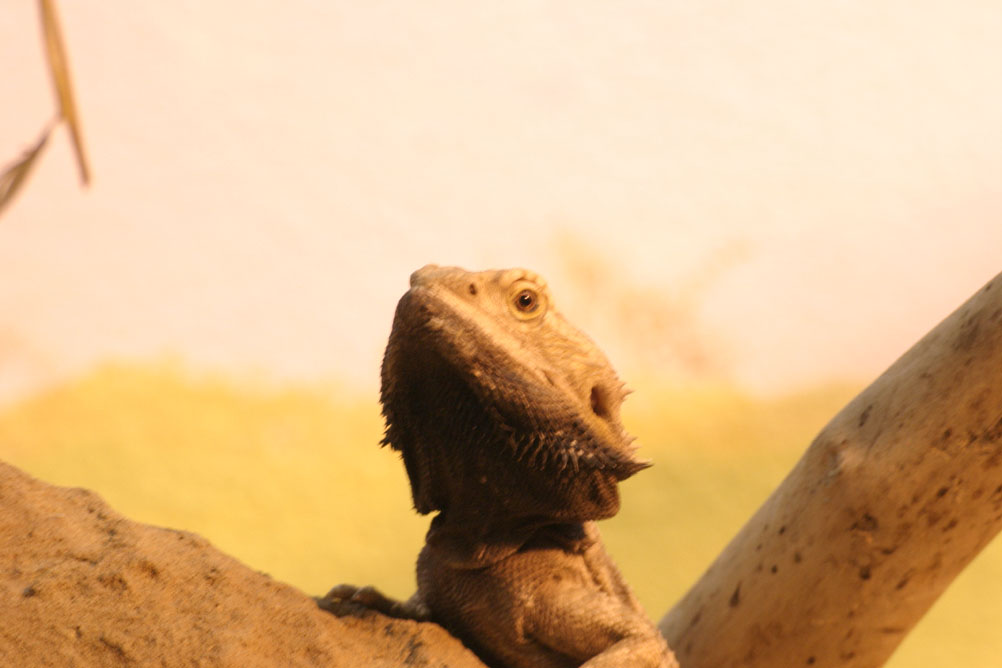 Lizard in the reptile house of London Zoo.