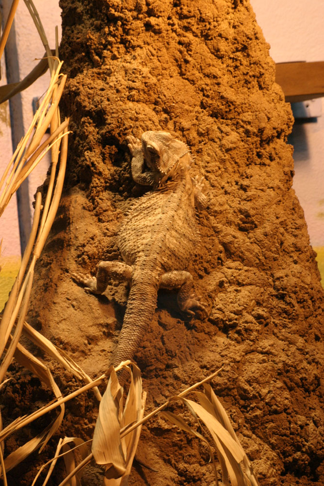 Lizard in the reptile house of London Zoo