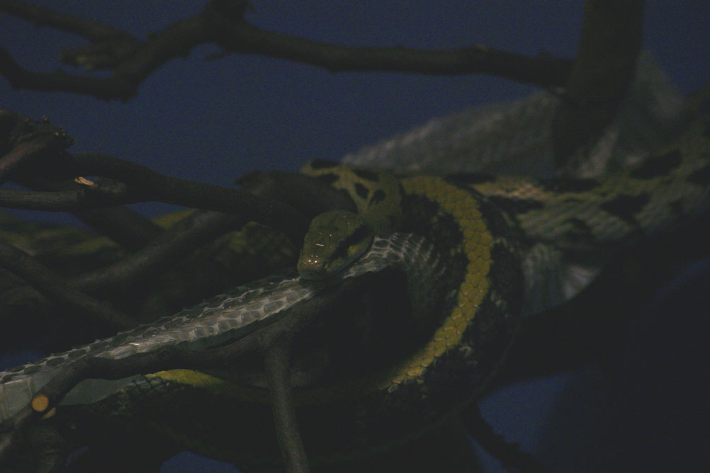 Snake shedding its skin at London Zoo.