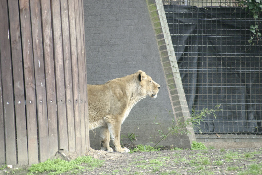 Lioness sniffing out meal time.