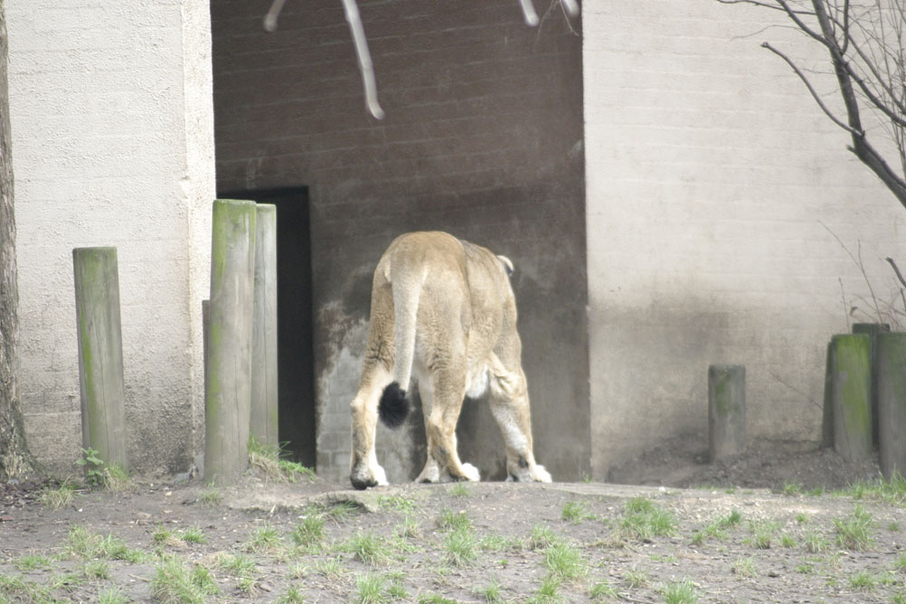 Lioness pacing at London Zoo.