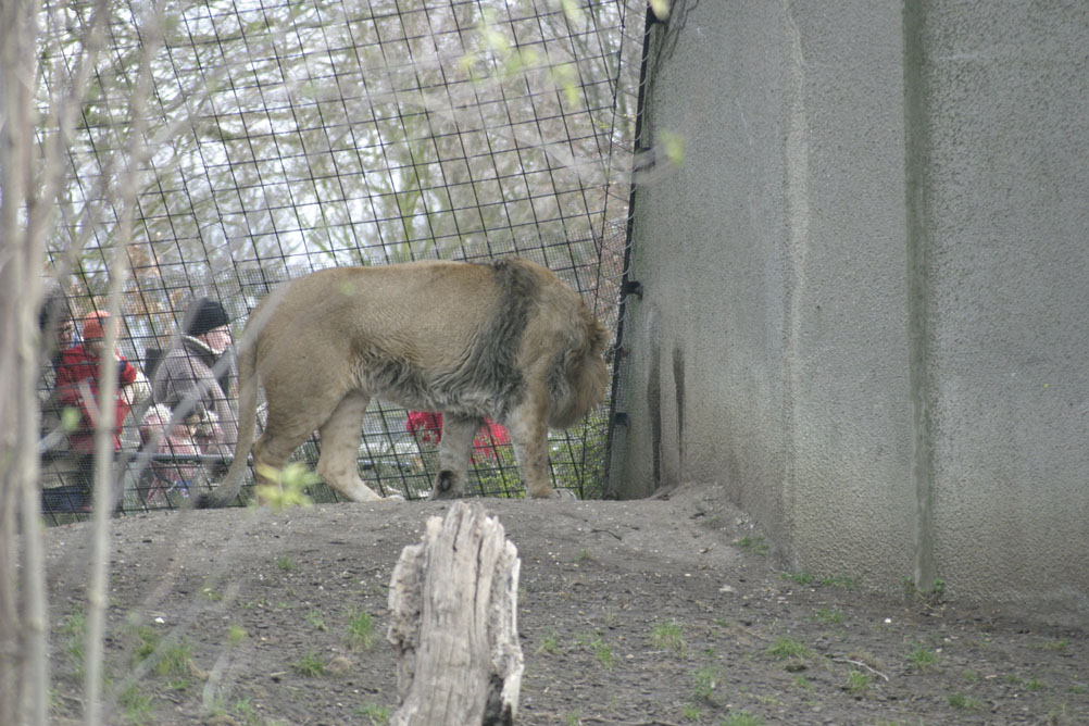 A lion wishing the kids were in his enclosure for a nice crunchy meal.