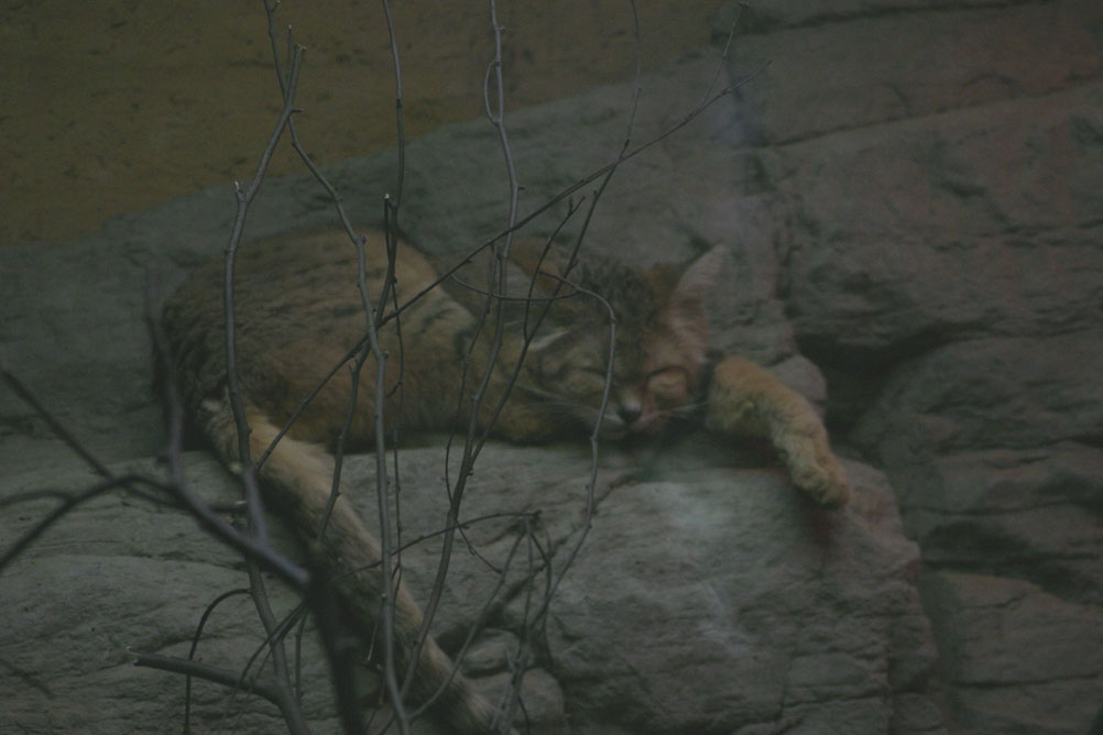 Sleeping wild cat at London Zoo.