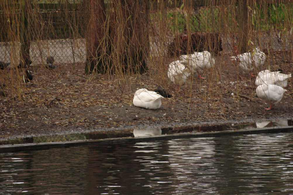 Geese on the shore of the boating lake at Whardown Park Luton.