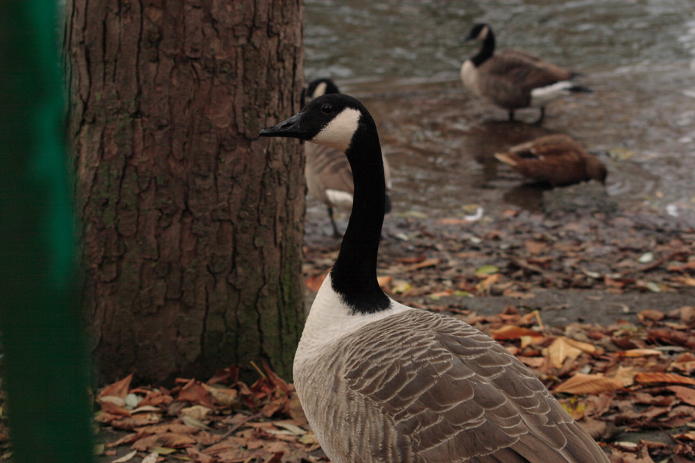 Goose in Whardown Park Luton.