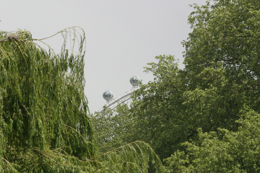 London Eye from St James Park