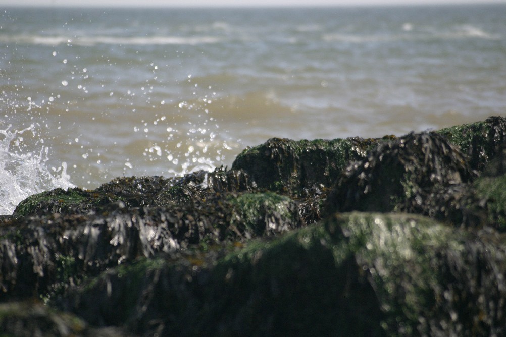 Seaweed covered rocks with waves coming in behind.